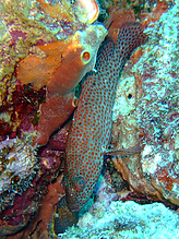 DSCF1754.jpg