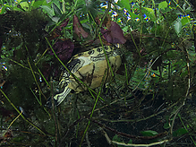 C260774.jpg