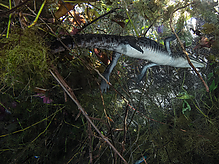 C260775.jpg