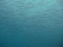 2007_08240087.jpg