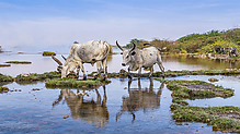 2025_Ath_DJI_20251128141933_0486_D_Ochsen_im_Wasser-1.jpg