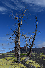 D810_4542-1_tm.jpg
