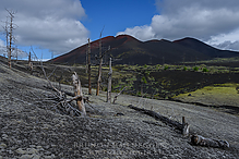 D810_4585-1_tm.jpg