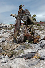DSC_20052.jpg