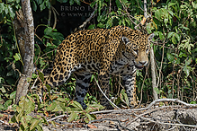 DSC_6528_tm.jpg