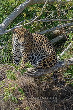 DSC_7350_tm.jpg