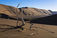 Z9I0599-NEF_DxO_DeepPRIME-1.jpg